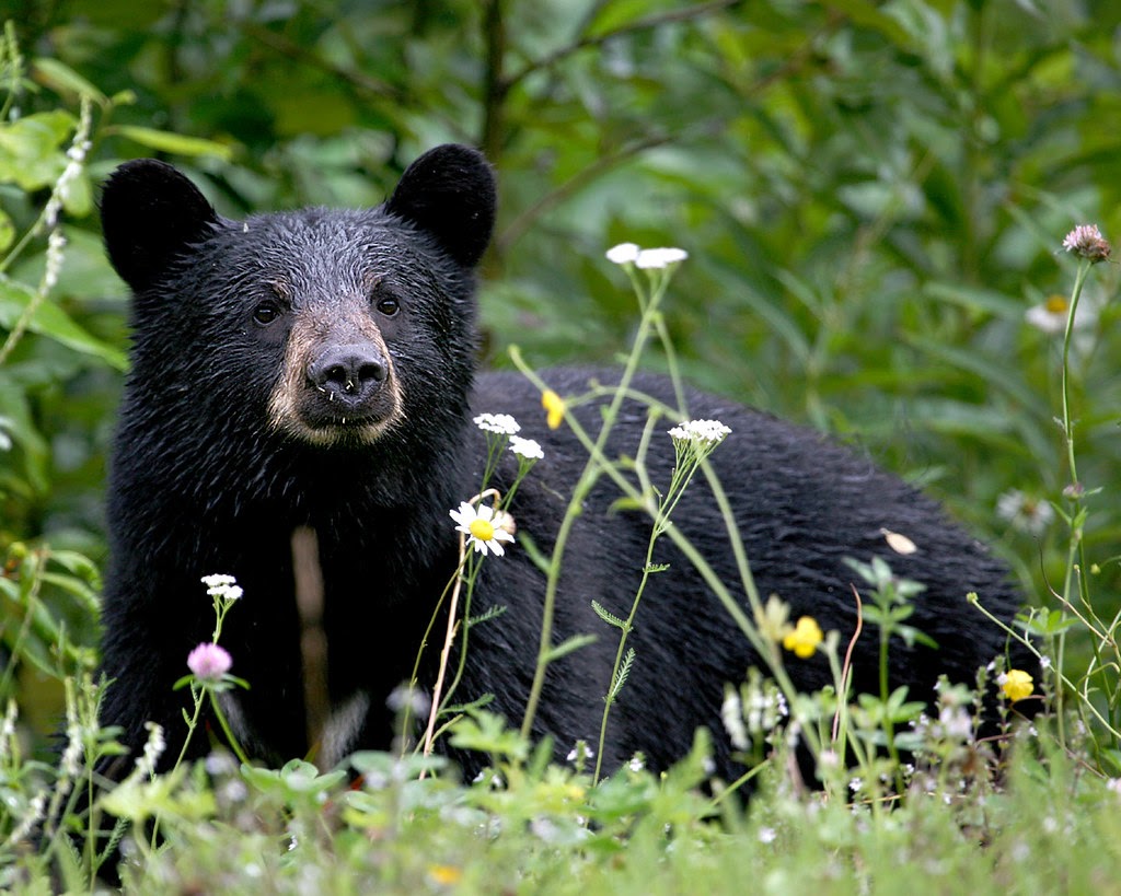 black bear sitting in a field of wildflowers